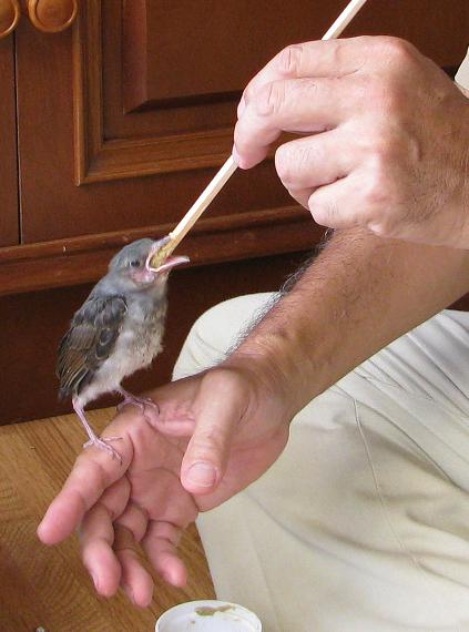 ヒヨドリ保護日記 その１ 霧島の図面屋 くまのみちくさ